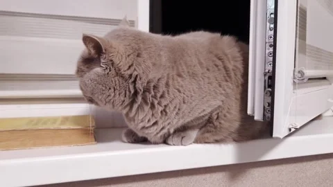 Grumpy British Shorthair Cat Resting on Windowsill Near Open Window Stock Footage 339003569
