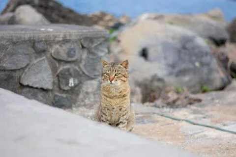 Grumpy brown stripped wild cat against blurry harbor background Stock Photos