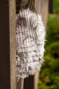 Grumpy cat behind a wire mesh Stock Photos