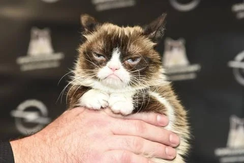  Grumpy Cat bei der Vernissage zur Vorstellung des neuen Opel-Kalenders am... Stock Photos