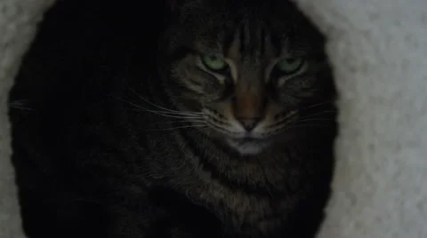 Grumpy cat being anti social in his kitty house 動画素材 61352056