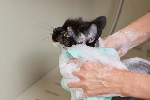 Grumpy cat being washed in a bathroom by a woman with a shower. Stock Photos