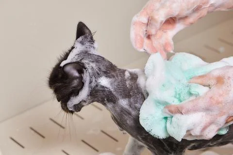 Grumpy cat being washed in a bathroom by a woman with a shower. Stock Photos