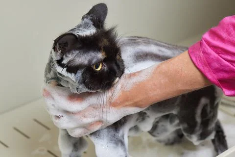 Grumpy cat being washed in a bathroom by a woman with a shower. Stock Photos
