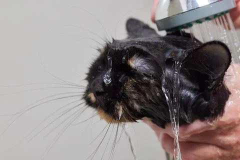 Grumpy cat being washed in a bathroom by a woman with a shower. Stock Photos