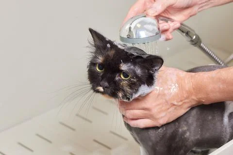 Grumpy cat being washed in a bathroom by a woman with a shower. Stock Photos