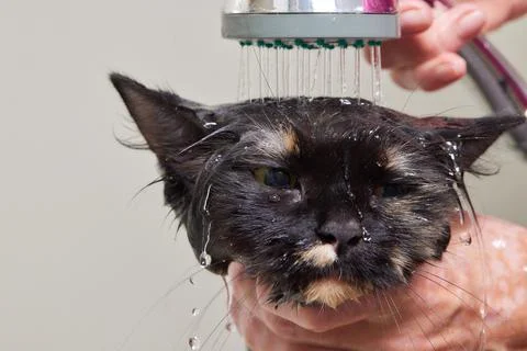 Grumpy cat being washed in a bathroom by a woman with a shower. Stock Photos