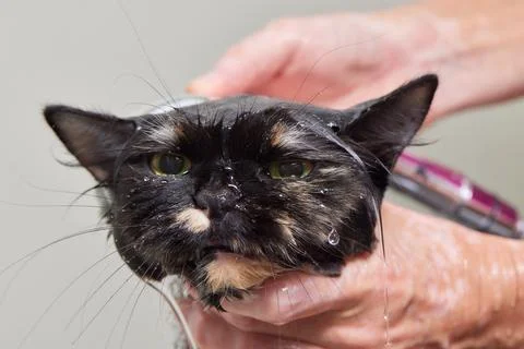 Grumpy cat being washed in a bathroom by a woman with a shower. Stock Photos