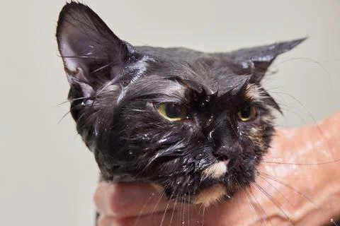 Grumpy cat being washed in a bathroom by a woman with a shower. Stock Photos