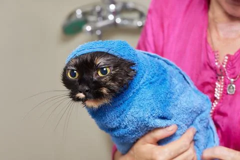 Grumpy cat being washed in a bathroom by a woman with a shower. Stock Photos