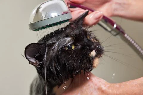 Grumpy cat being washed in a bathroom by a woman with a shower. Stock Photos