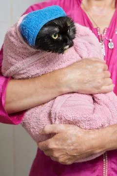 Grumpy cat being washed in a bathroom by a woman with a shower. Stock Photos