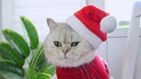 Grumpy cat in christmas hat and sweater with indoor plant background Stock Footage 293511510