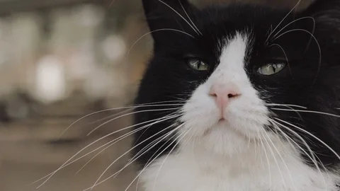 Grumpy Cat Close Up 01 Stock Footage 87797443