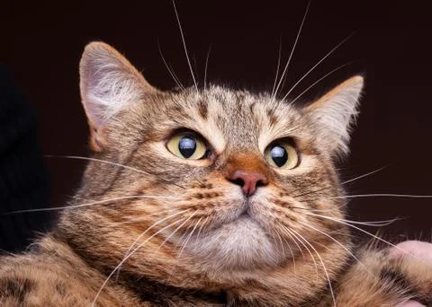 Grumpy cat in close up photo Stock Photos