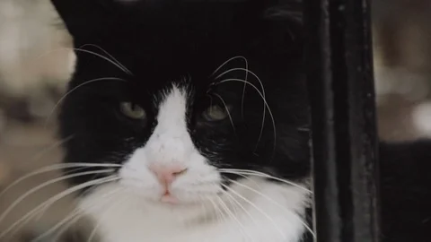 Grumpy Cat Close Up Yawn 02 Stock Footage 87797543