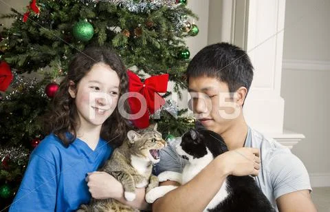 Grumpy cat during holidays Stock Photos