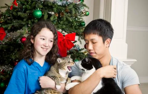 Grumpy cat during holidays Stock Photos