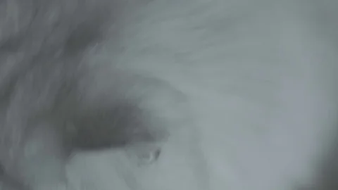 Grumpy cat face close up (log) Stock Footage 126592299