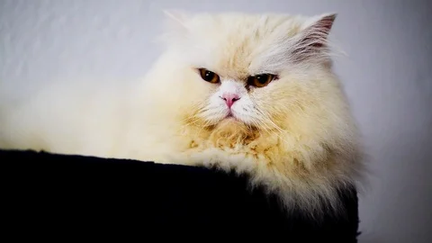 Grumpy cat Stock Footage 99296612