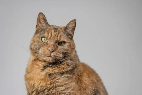 Grumpy cat looking a the camera with a white background Stock Photos