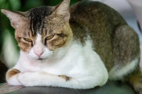 Grumpy cat Stock Photos
