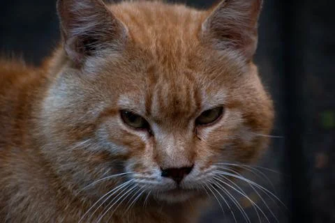 Grumpy cat 库存照片