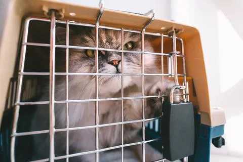 Grumpy cat trying to get out of cage, plastic pet carrier or travel box Stock Photos