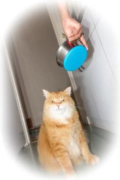 Grumpy cat when sharing food with others Foto stock