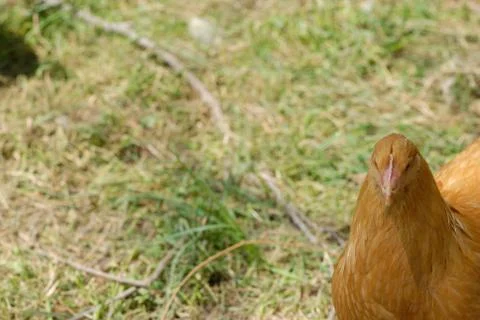 Grumpy Chicken Foto stock
