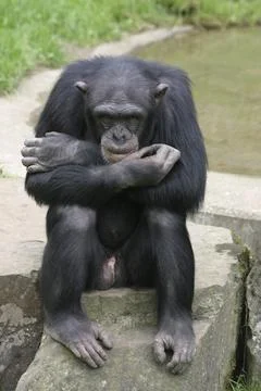 Grumpy chimpanzee at the zoo 写真素材