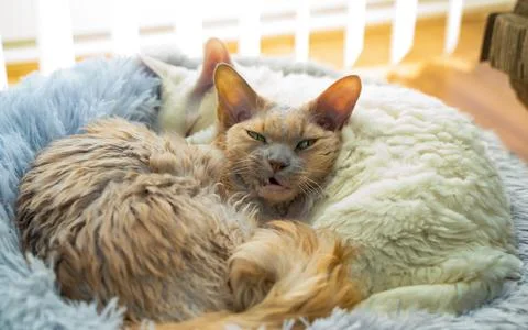 Grumpy cranky scruffy cat waking up Devon Rex  Stock Photos
