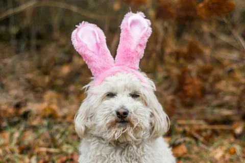 Grumpy dog bunny ears Stock Photos