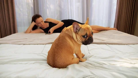 Grumpy dog sitting on bed looking over shoulder while woman using smartphone Stock Footage 313674975