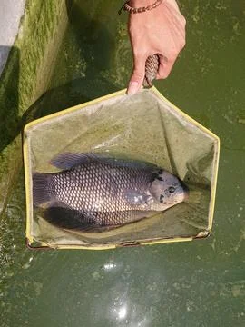 Grumpy fish in net catch Stockfoto's