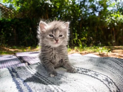 Grumpy fluffy grey kitty outside Stock Photos