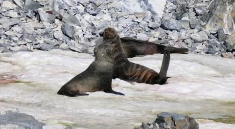 Grumpy fur seal playing in snow, Antarctica Stock Photos