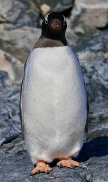 Grumpy Gentoo penguin looking into camera, closeup, Antarctica Stock Photos