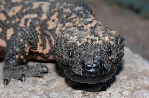 Grumpy The Gila Stock Photos