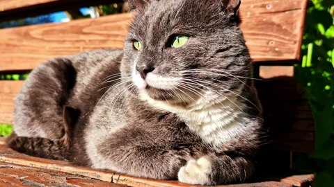 Grumpy grey cat basking in sun on wooden garden bench 動画素材 310586720