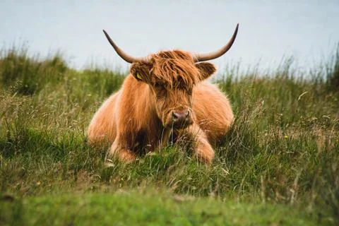 Grumpy highland cow Stock Photos