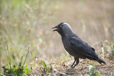 Grumpy jackdaw Stock Photos