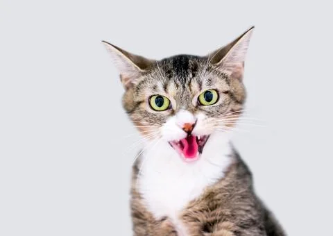 A grumpy kitten hissing or meowing Stock Photos