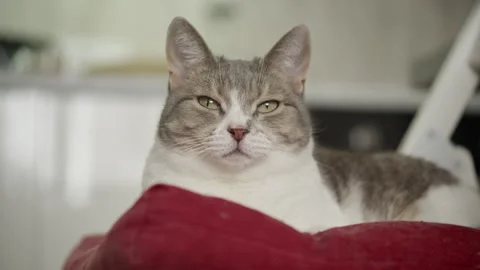 Grumpy Looking Cat Relaxing on Red Cushion 動画素材 305481241