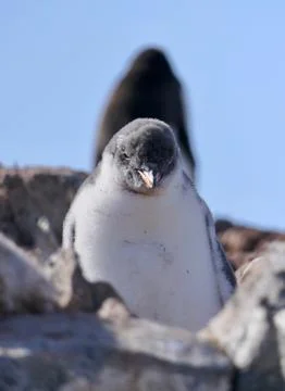 Grumpy looking fluffy penguin chick with funny hairstyle, Antarctica Stock Photos