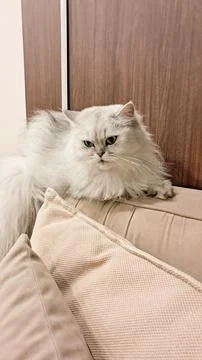 Grumpy-looking fluffy white chinchilla Persian cat sitting on a sofa. Stock Photos
