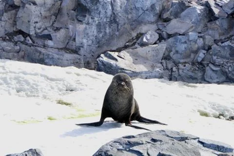 Grumpy looking fur seal on snow, Antarctica Stock Photos