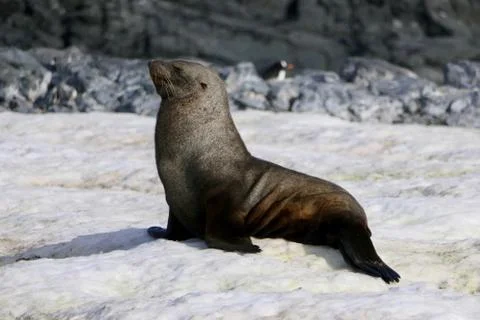 Grumpy looking fur seal on snow, Antarctica Stock Photos