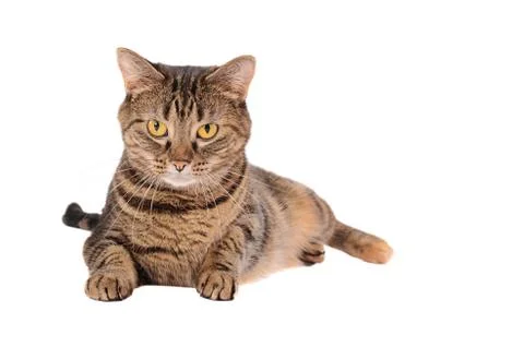 A grumpy looking tabby cat Stock Photos