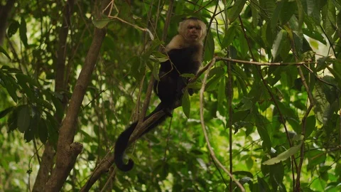 Grumpy Looking White-headed Capuchin Monkey Scratching Themselves Stock Footage 121925770